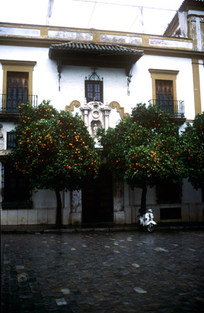 Scooter under Orange Trees