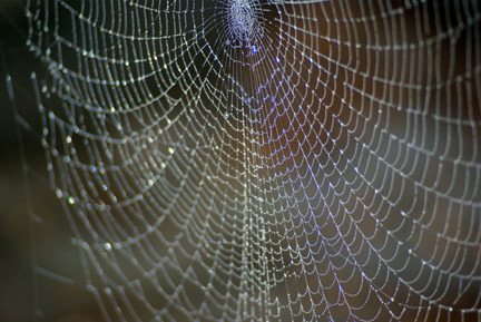 The Web